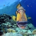 triggerfish_titan_bro_b_ni_h_0564_egy1039.jpg